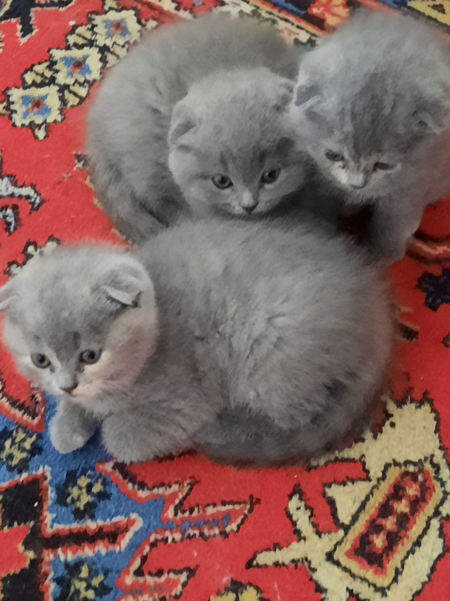 Висловухі кошенята