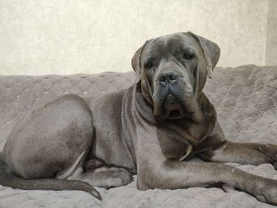 Цуценята Кане Корсо на документах КСУ