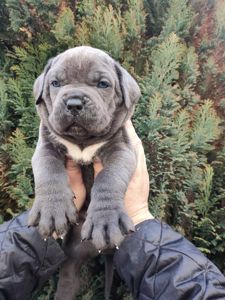 Цуценята Кане Корсо на документах КСУ