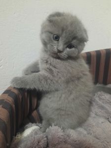 Висловухі кошенята