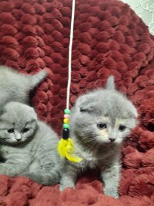 Висловухі кошенята