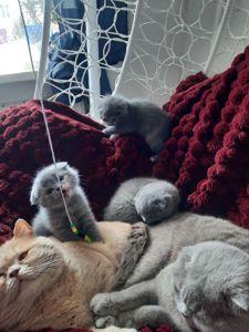 Висловухі кошенята