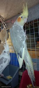 Продаються Корели