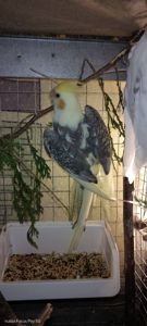 Продаються Корели