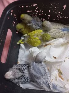 Продам ручних пташенят хвилястого папуги!