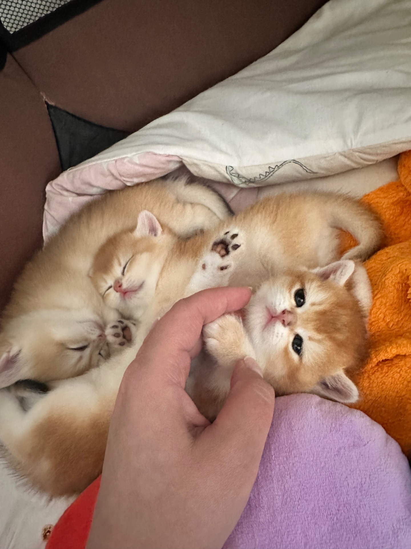 Чарівні золоті дітки