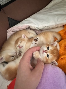 Чарівні золоті дітки