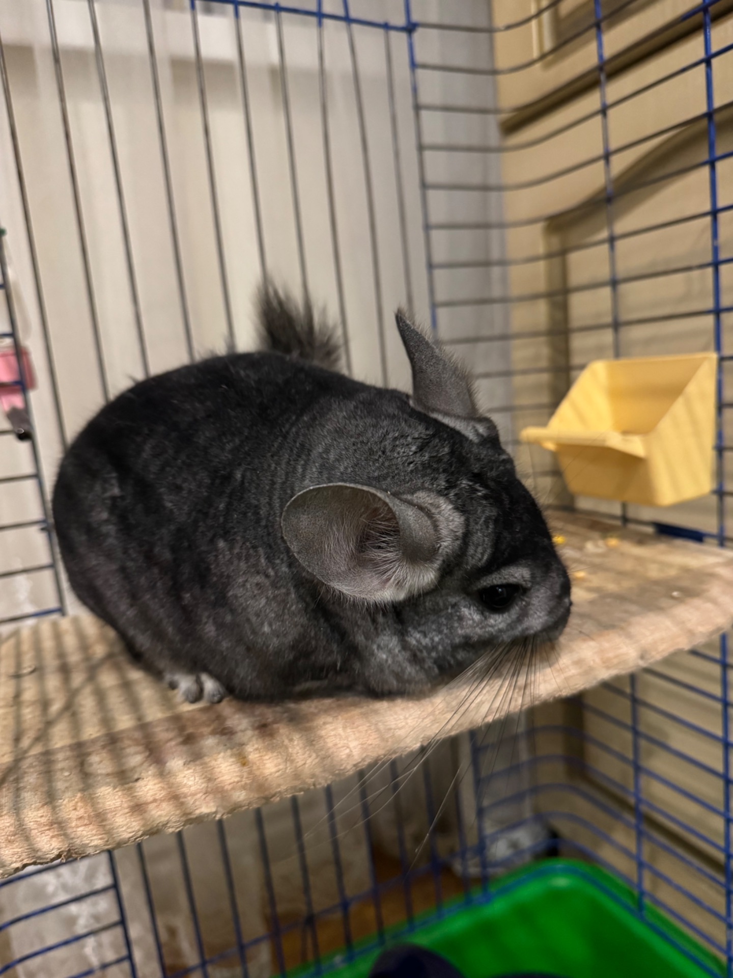 Хлопчик шиншила