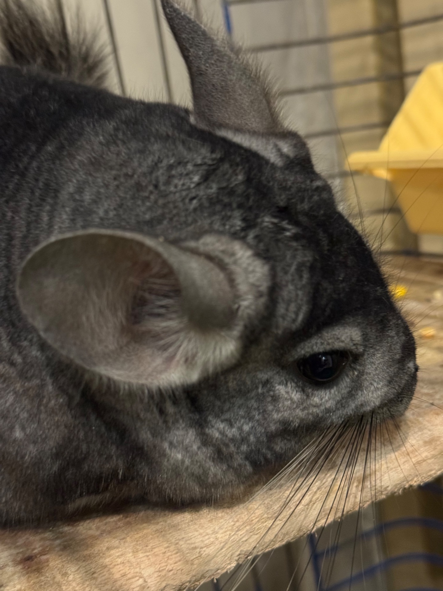 Хлопчик шиншила