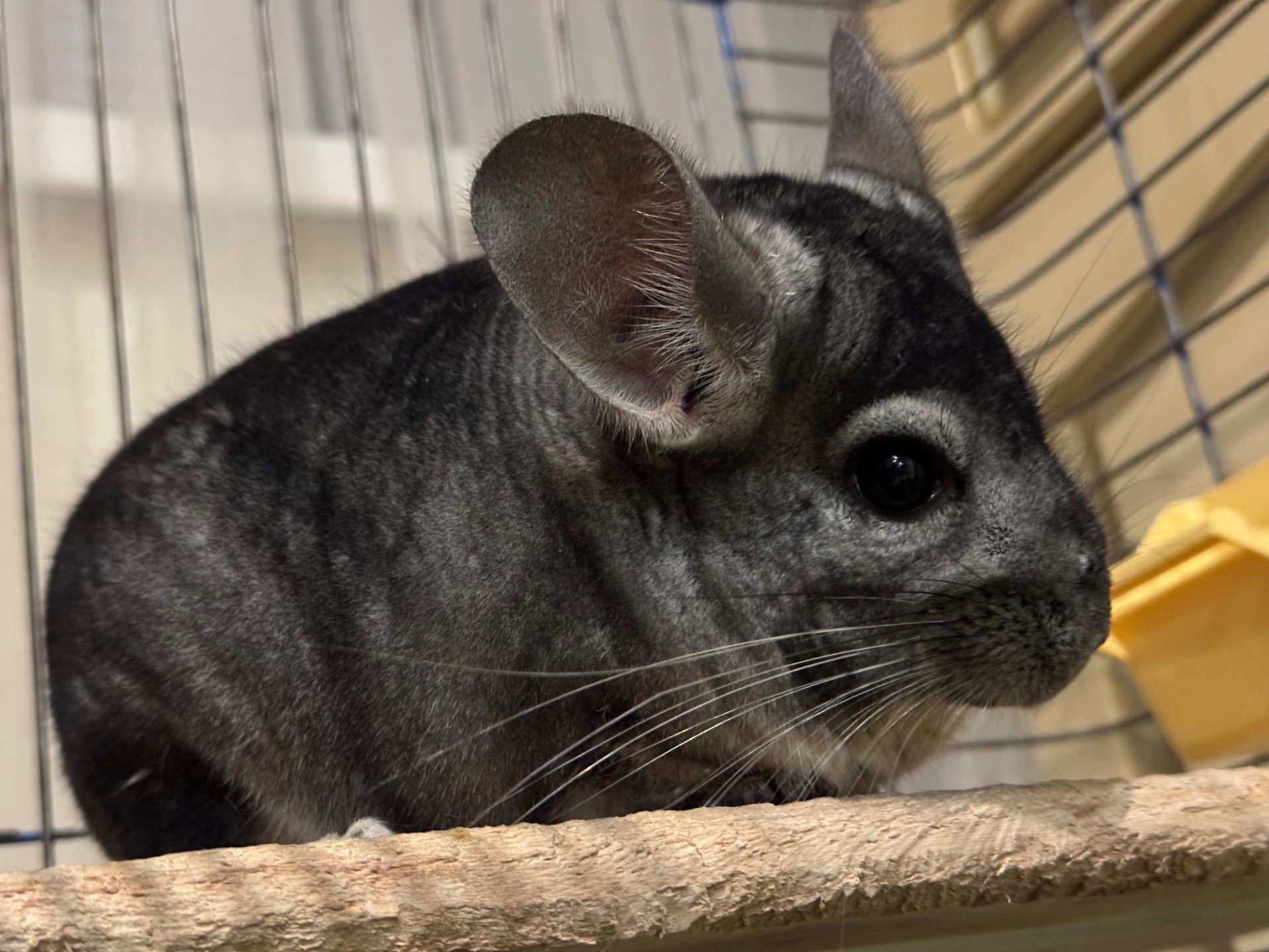 Хлопчик шиншила