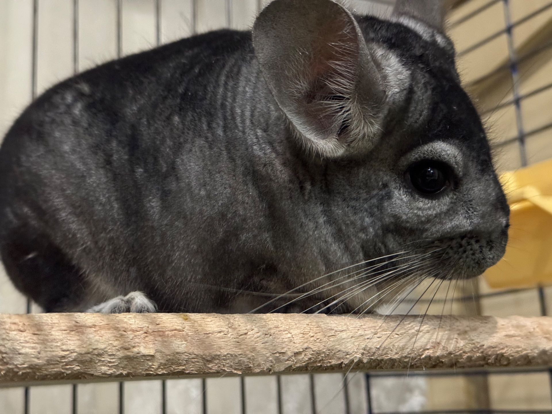 Хлопчик шиншила