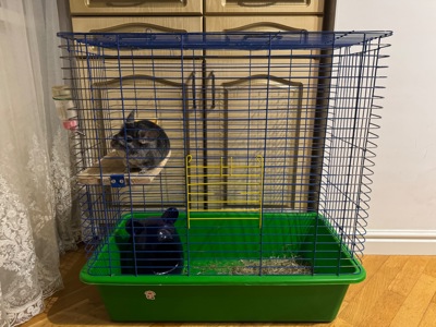 Хлопчик шиншила