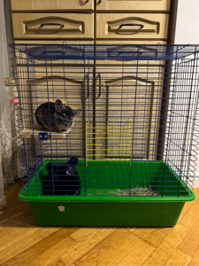 Хлопчик шиншила