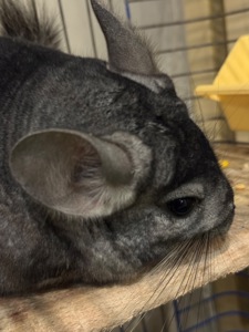 Хлопчик шиншила