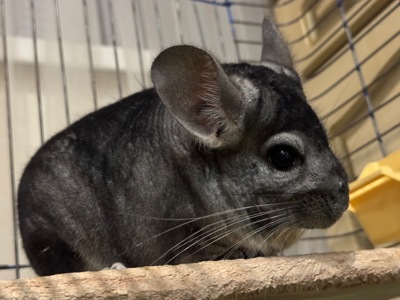 Хлопчик шиншила