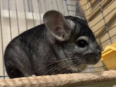 Хлопчик шиншила