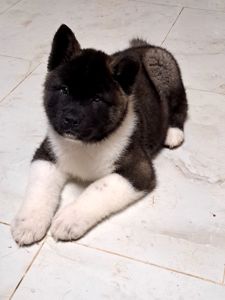 В'язка Американська акіта