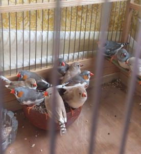 Зебровые амадины