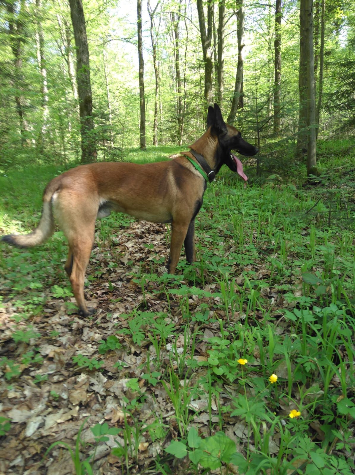 Цуценята бельгійської вівчарки (малінуа).