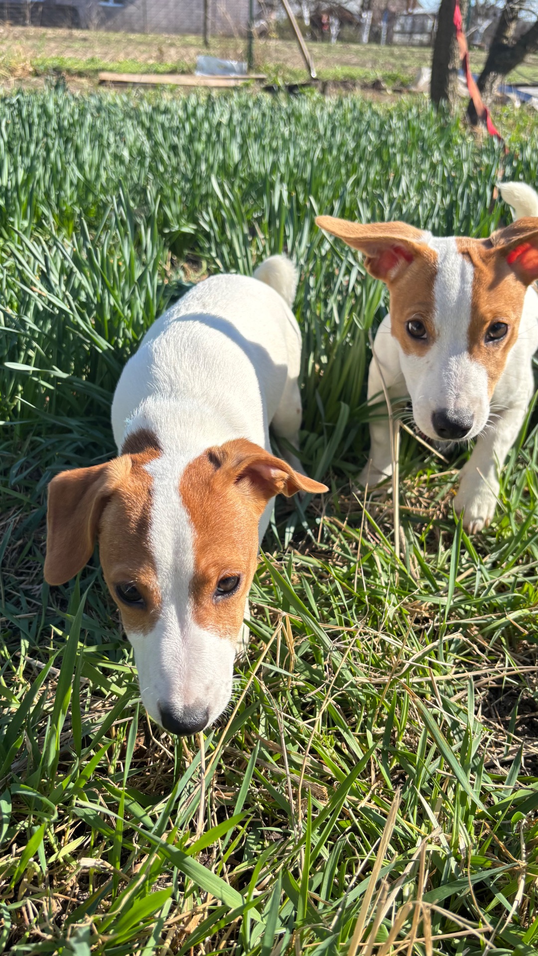 Дівчинка 4 місяці