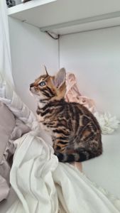 Бенгальська дівчінка, золоте сонечко