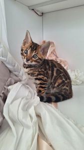 Бенгальська дівчінка, золоте сонечко