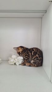 Бенгальська дівчінка, золоте сонечко