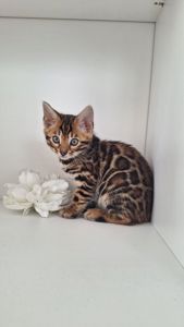 Бенгальська дівчінка, золоте сонечко