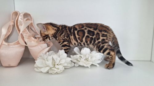 Бенгальська дівчінка, золоте сонечко