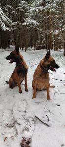 Цуценята бельгійської вівчарки (малінуа).