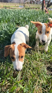 Дівчинка 4 місяці