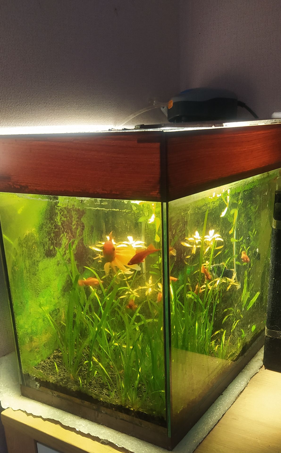 Рибки + акваріум 50 літрів