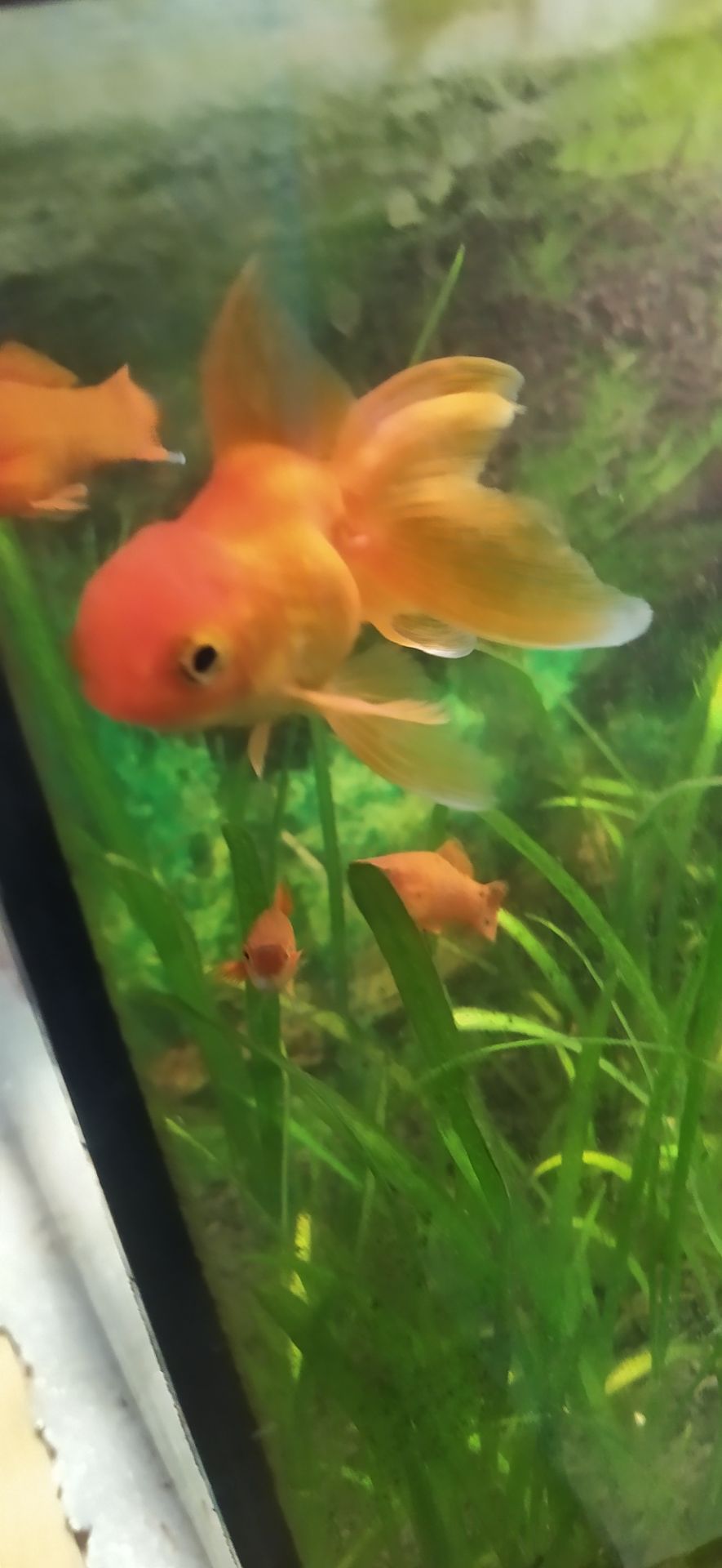 Рибки + акваріум 50 літрів