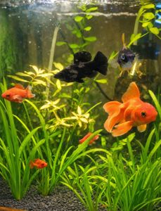 Рибки + акваріум 50 літрів