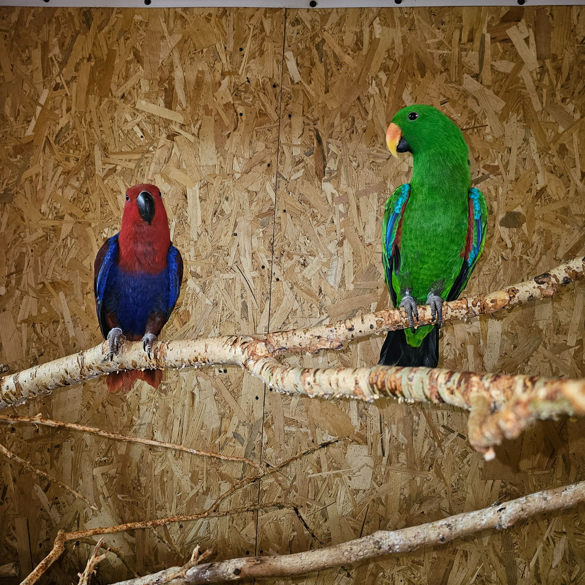 Благородний папуга Еклектус