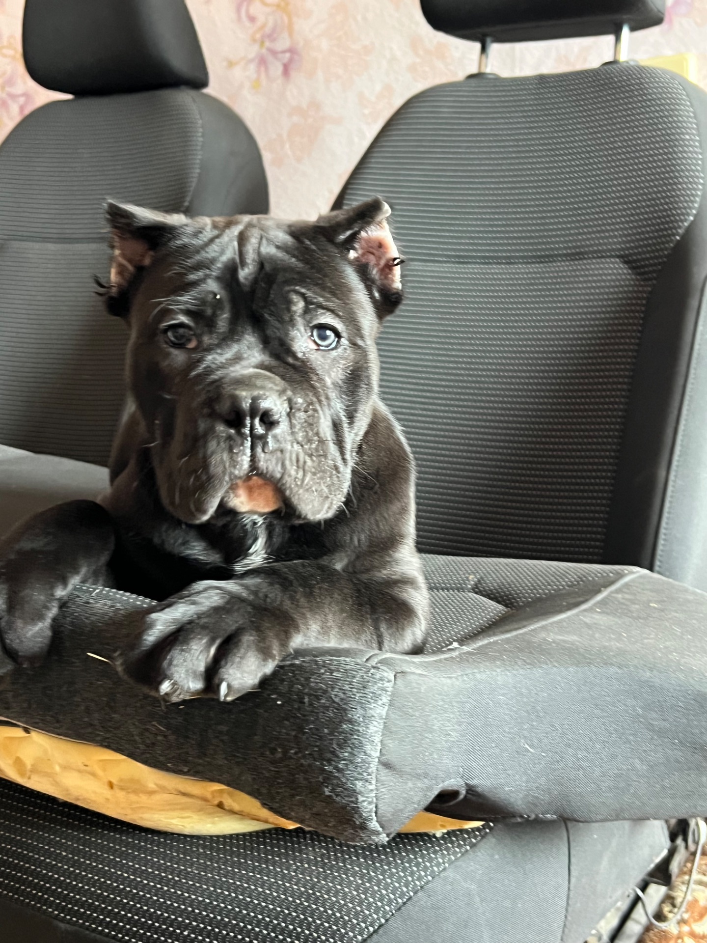 Щенок КанеКорсо мальчик!