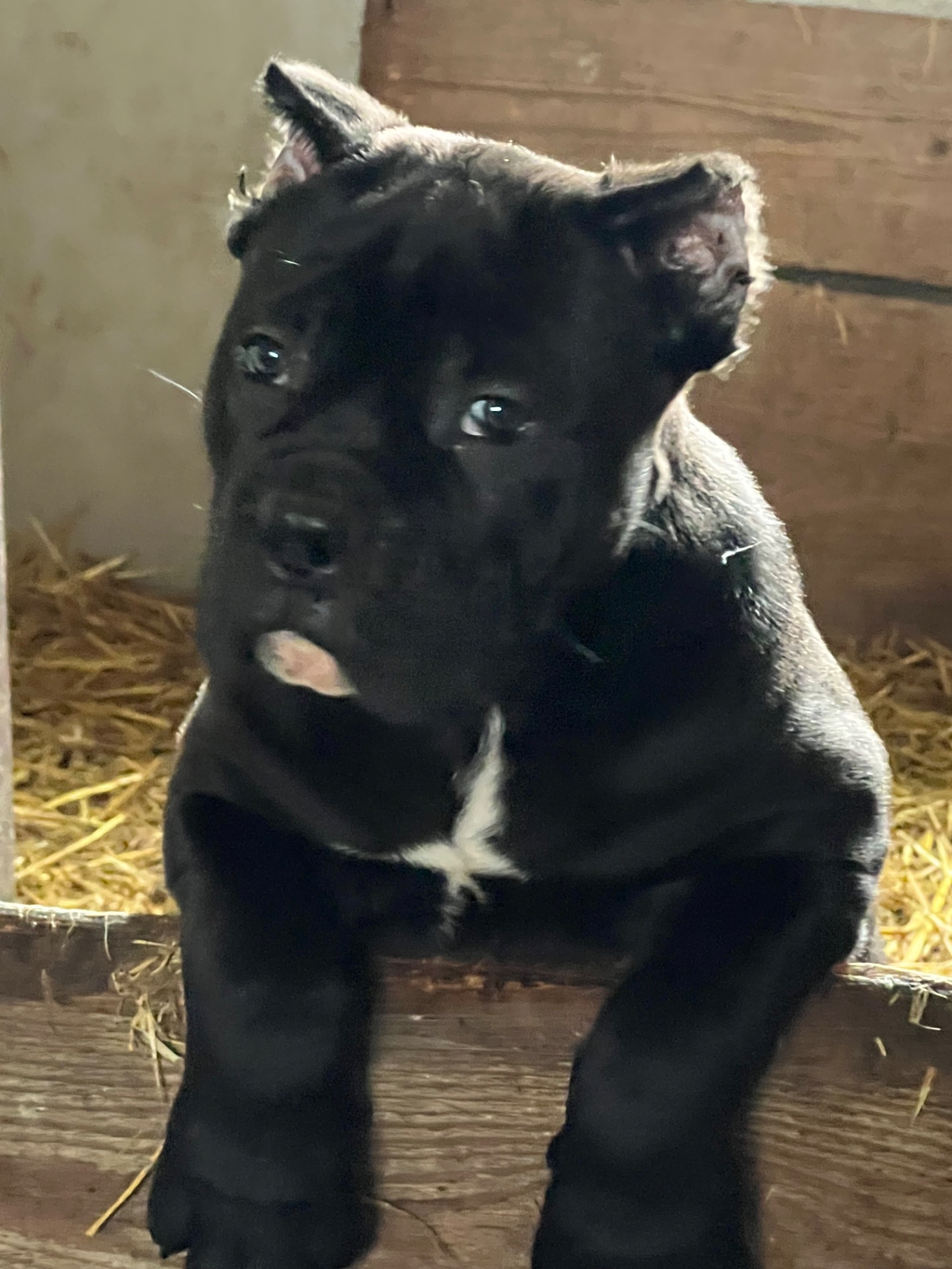 Щенок КанеКорсо мальчик!