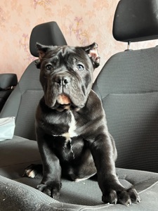 Щенок КанеКорсо мальчик!