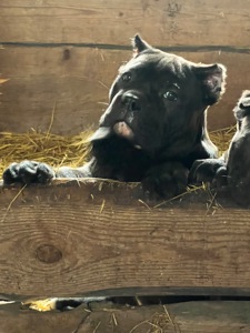 Щенок КанеКорсо мальчик!