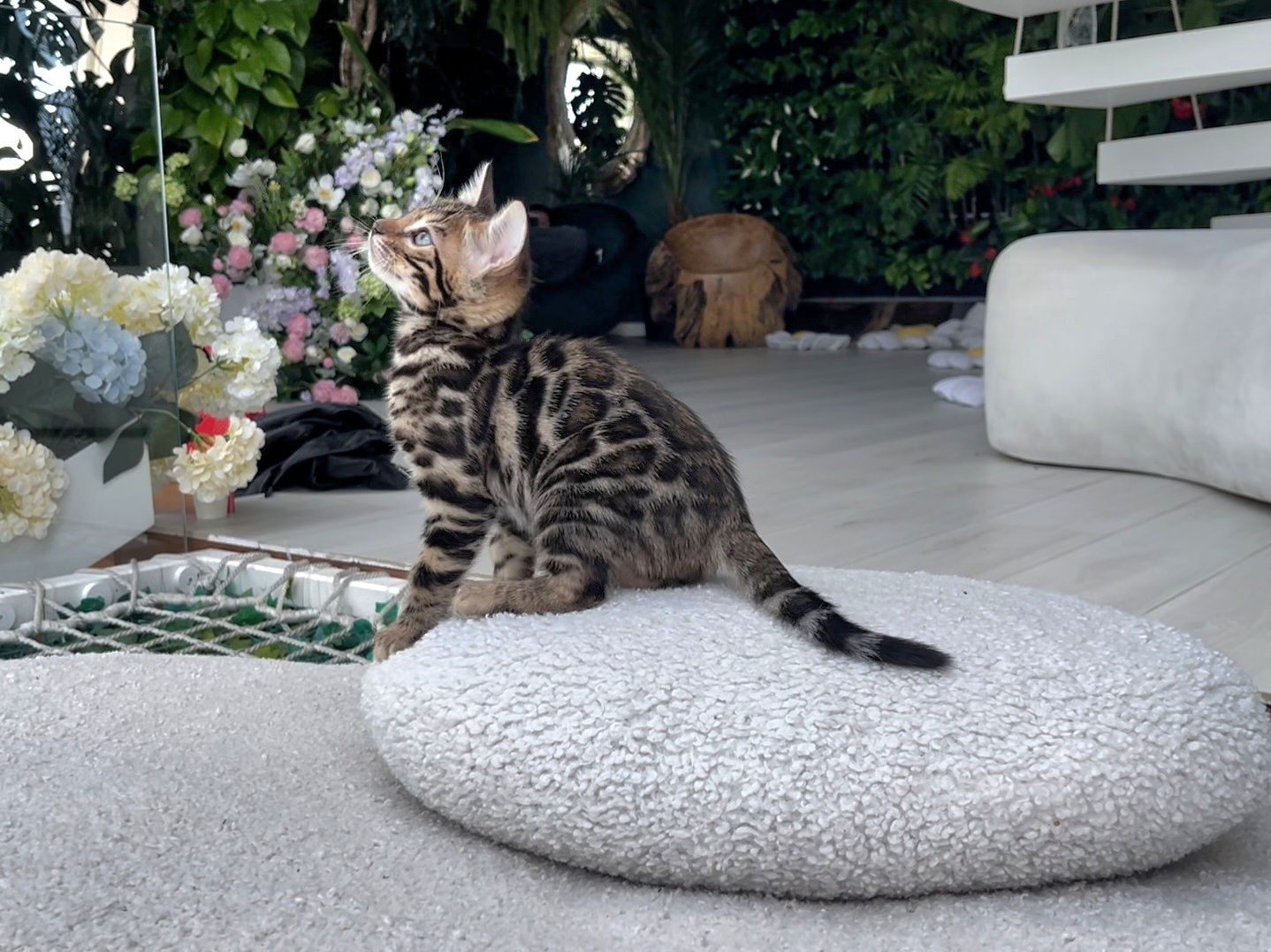 Шикарний бенгальський котик