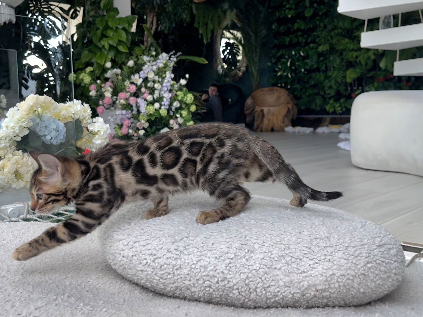 Шикарний бенгальський котик