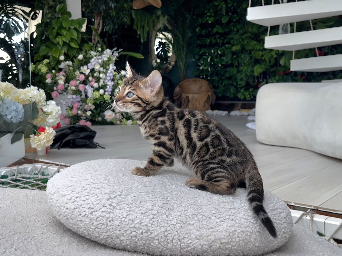 Шикарний бенгальський котик