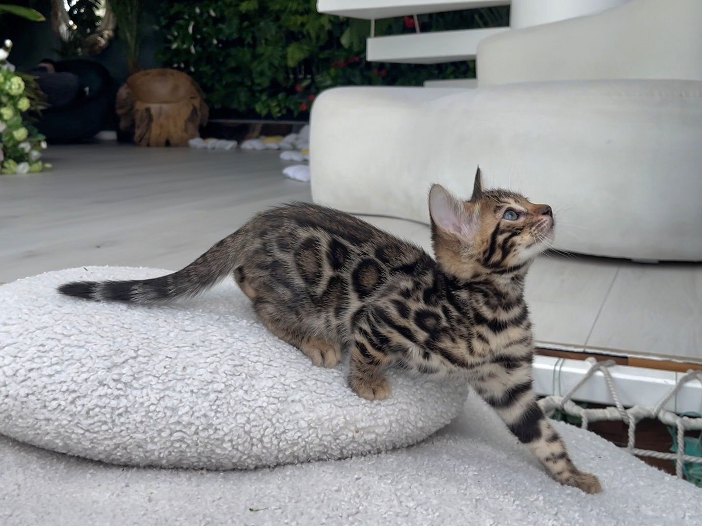 Шикарний бенгальський котик
