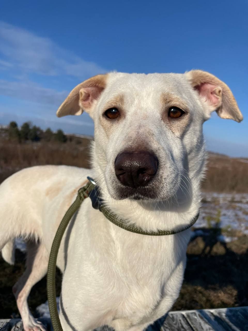 Білявка Чепуруля