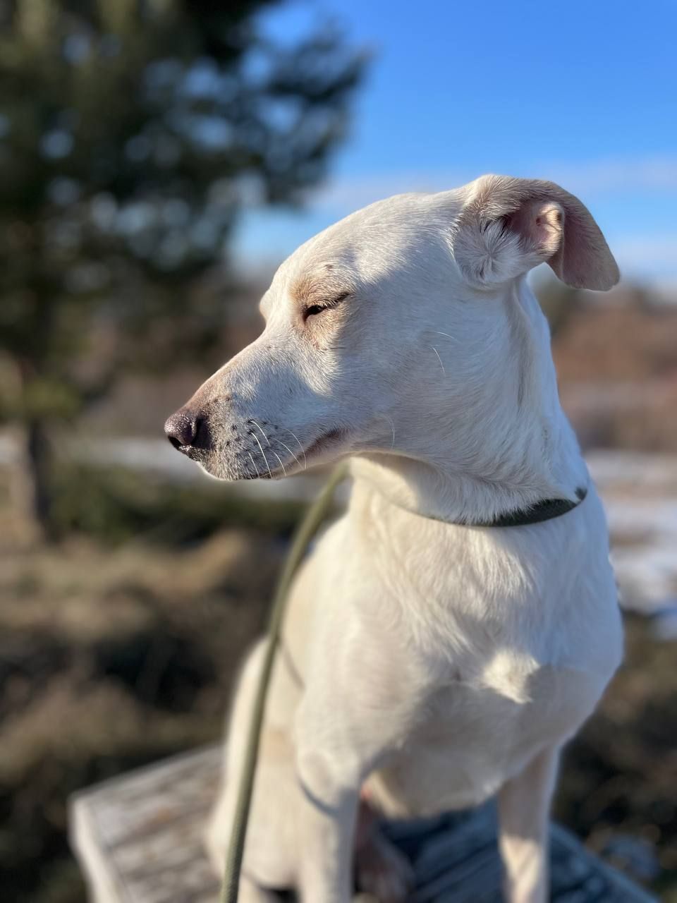 Білявка Чепуруля