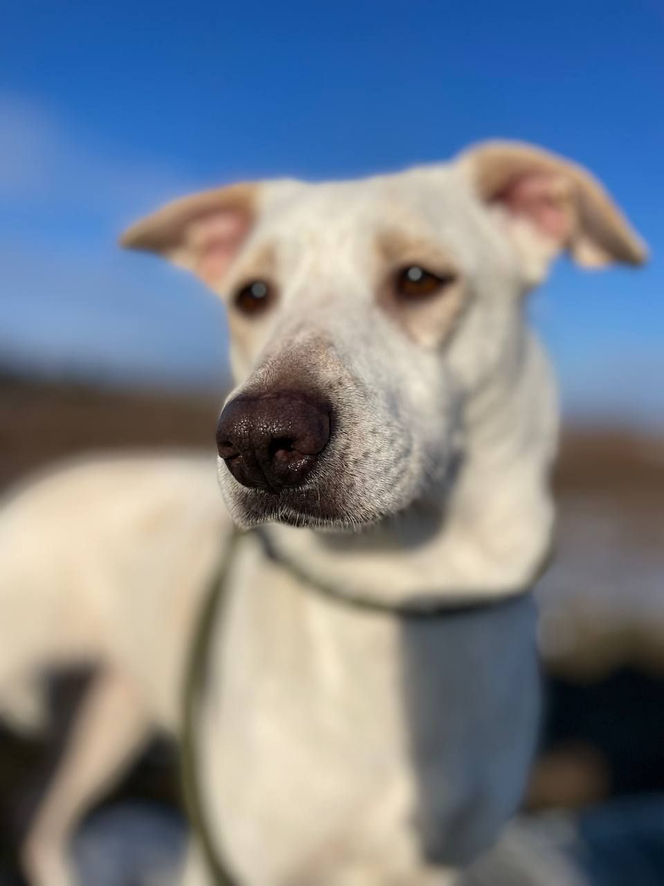 Білявка Чепуруля