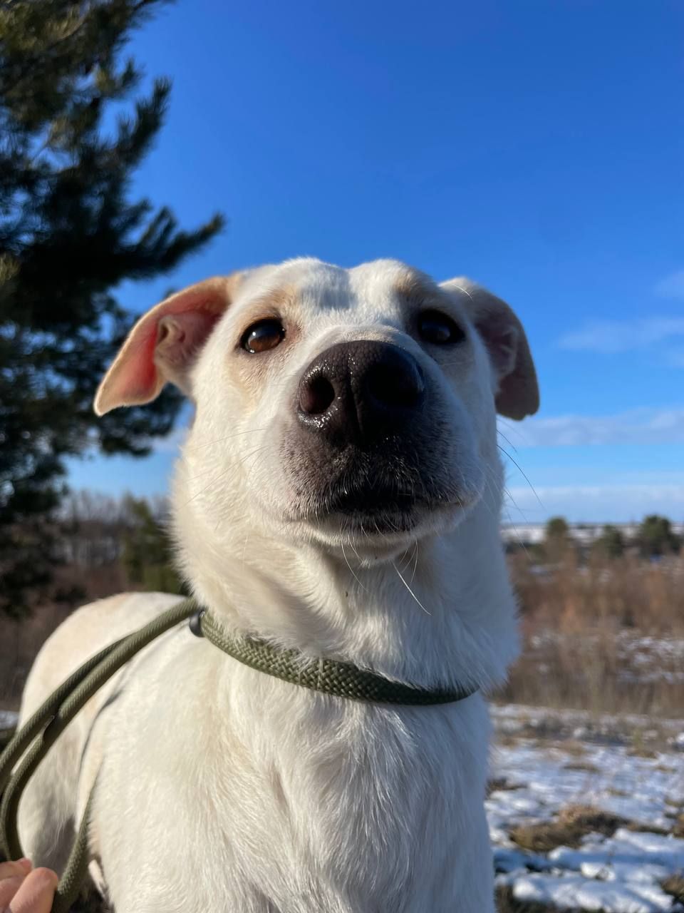 Білявка Чепуруля