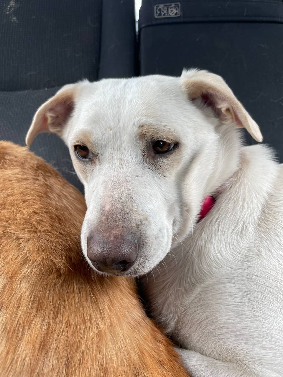 Білявка Чепуруля