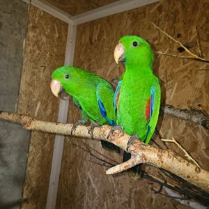 Еклектус - малята викормиші