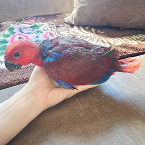 Еклектус - малята викормиші